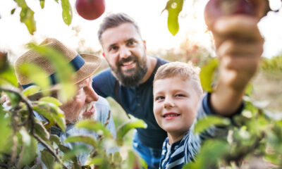 Um menino com seu pai e avô colhendo maças